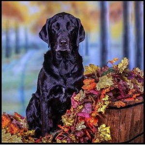 Barbara Ellen Rico IV Lockwood